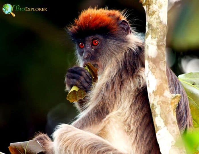 Ashy Red Colobus