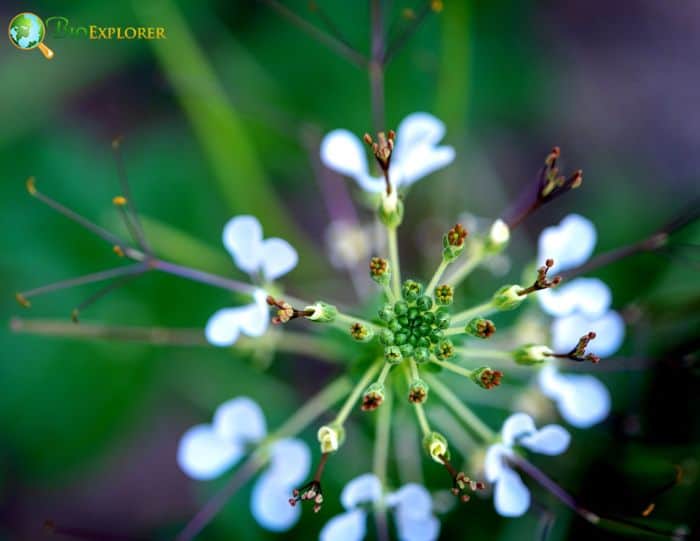 Asian Spider Flower Asian Spider Flower