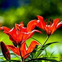 Asiatic Lily Hybrids