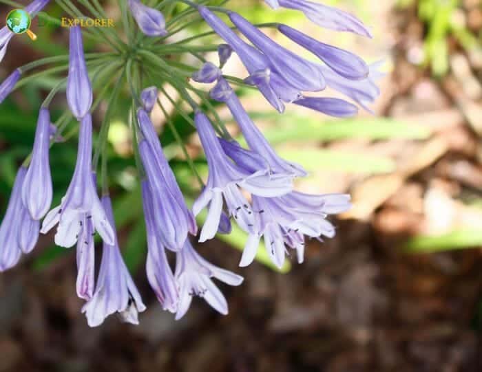 Asparagales Characteristics Asparagales Characteristics