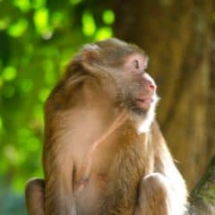 Assam Macaque Assam Macaque