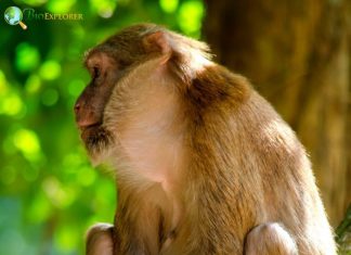 How Many Types of Monkeys Are There in the World?