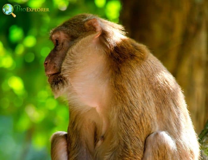 Assam Macaque Assam Macaque