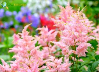 Astilbe flowers