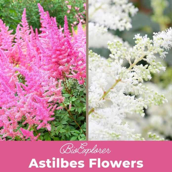 Astilbe Flowers Astilbe Varieties Astilbe Propagations BioExplorer