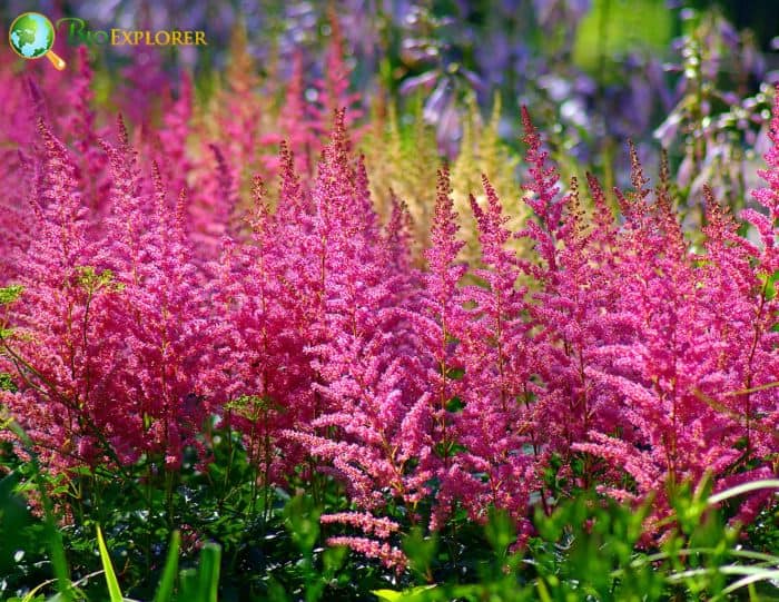 Astilbes Characteristics