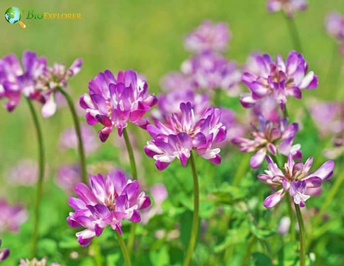 Astragalus Flowers