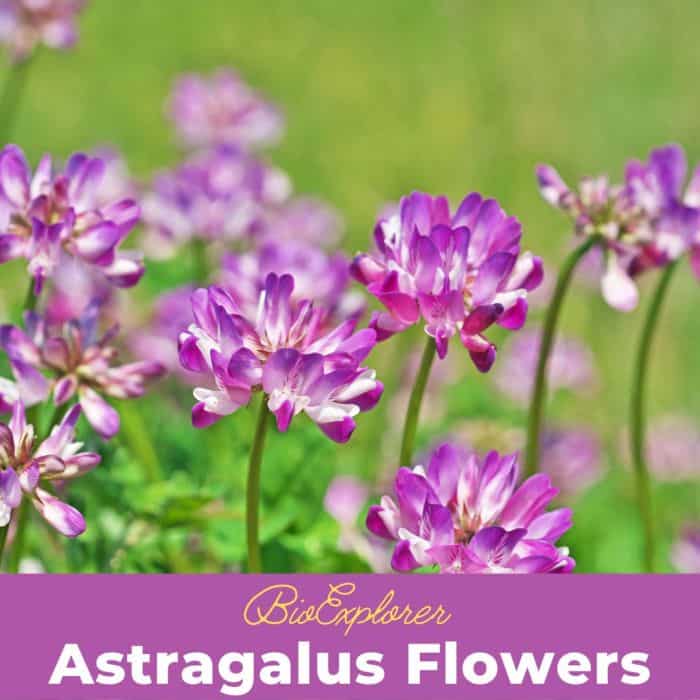 Astragalus