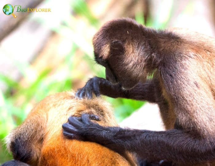 Ateles Geoffroyi