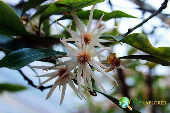 Austrobaileyales Example Species Illicium Anisatum Austrobaileyales Example Species Illicium Anisatum