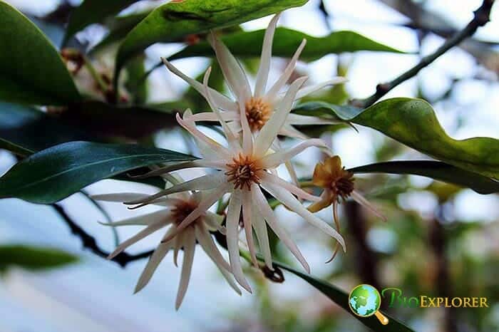 Austrobaileyales Example Species Illicium Anisatum