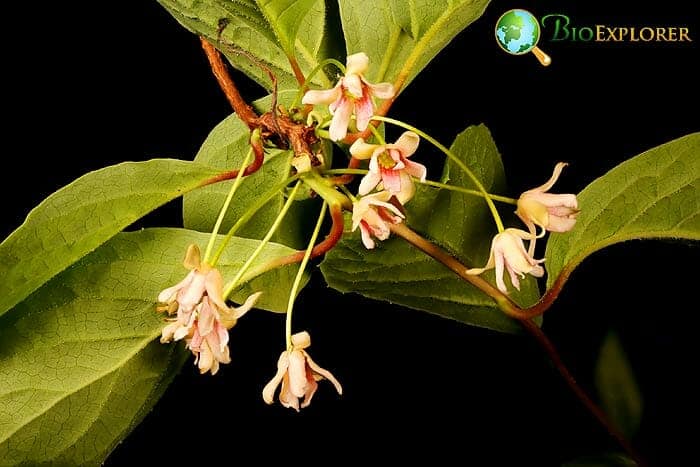 Austrobaileyales Flowers and Reproduction Austrobaileyales Flowers and Reproduction