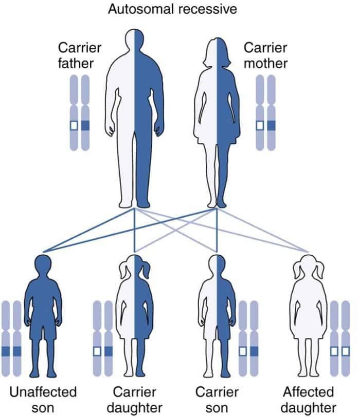 recessive definition