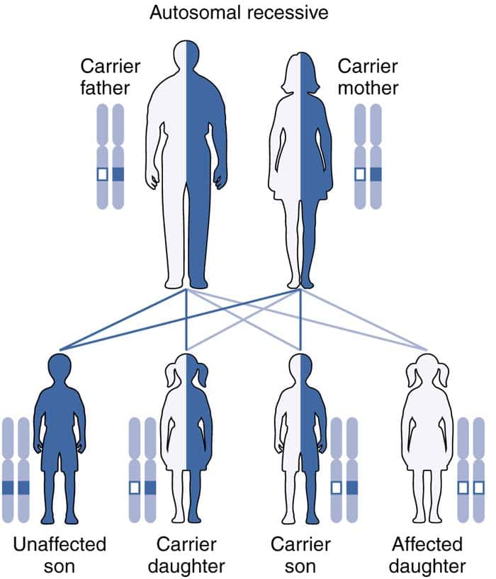 what is an example of an autosomal recessive trait