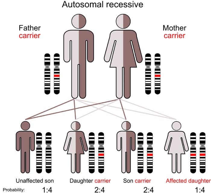 autosomal recessive inheritance