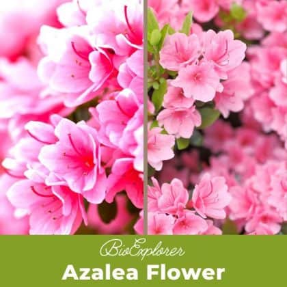 Azalea Flowers | 29 Types of Azaleas | Plant Care | Pictures