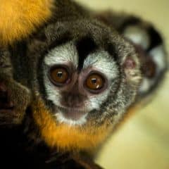 Azara's Night Monkey Azara's Night Monkey