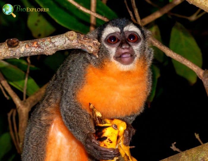 Azara's Night Monkey Azara's Night Monkey