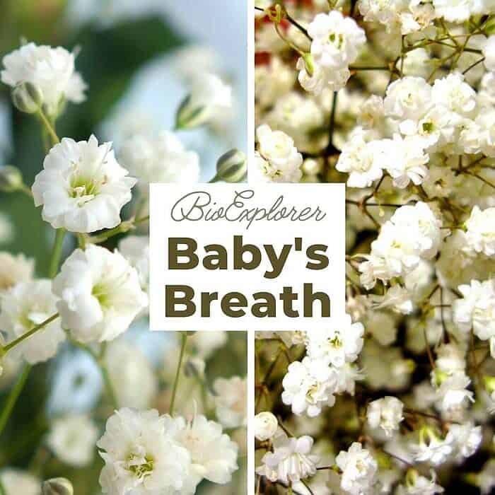 Baby's Breath