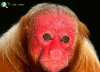 Bald Uakari