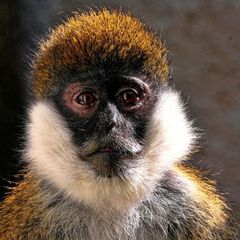 Bale Monkey Bale Monkey