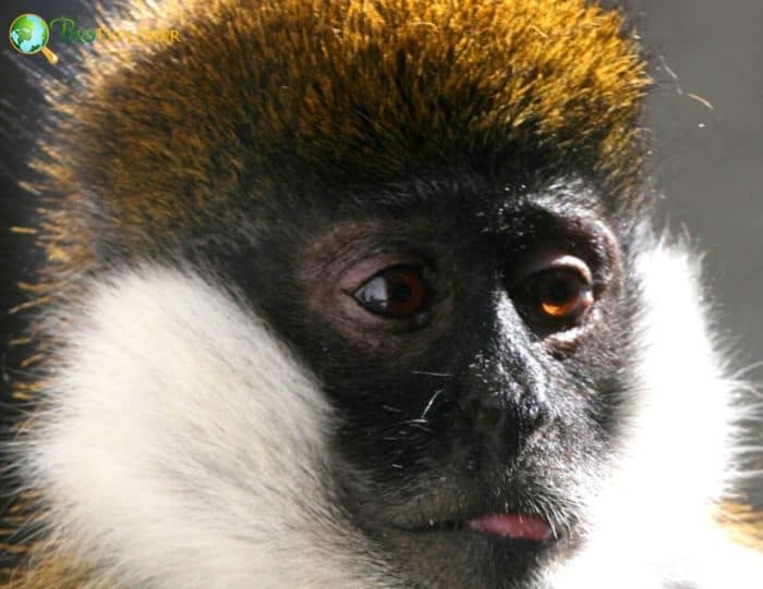 Bale Monkey Bale Monkey