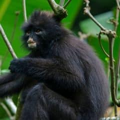 Banded Langur Banded Langur