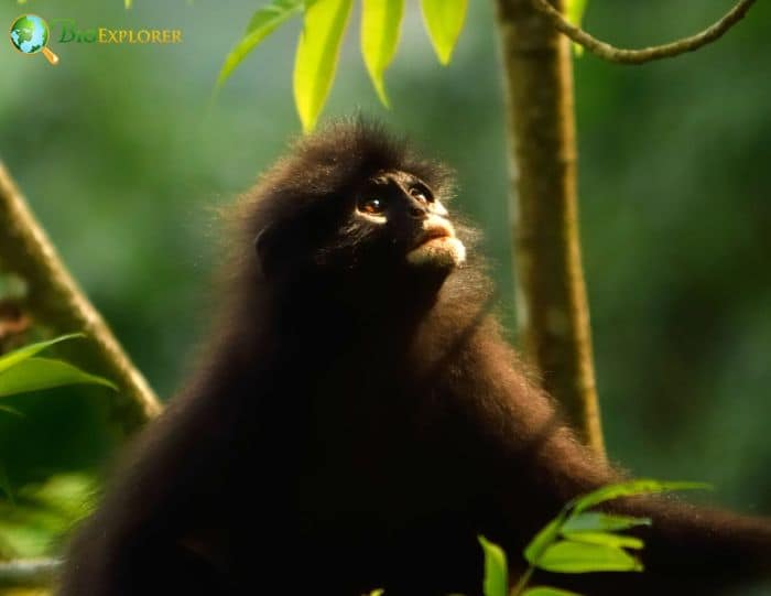 Banded Langur Banded Langur