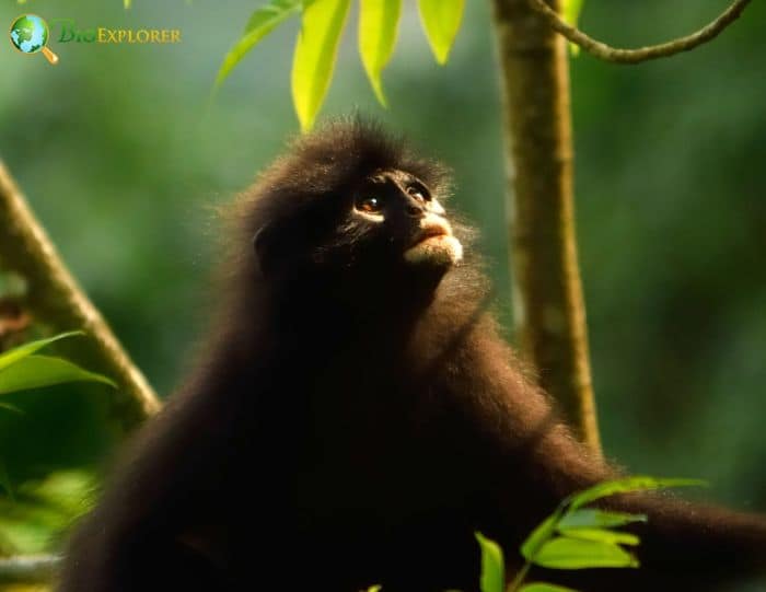 Banded Langur