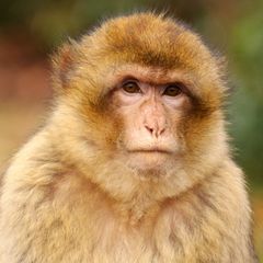 Barbary Macaque Barbary Macaque