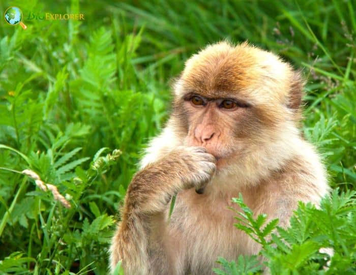Barbary Macaque Barbary Macaque