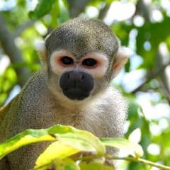 Bare-eared Squirrel Monkey Bare-eared Squirrel Monkey