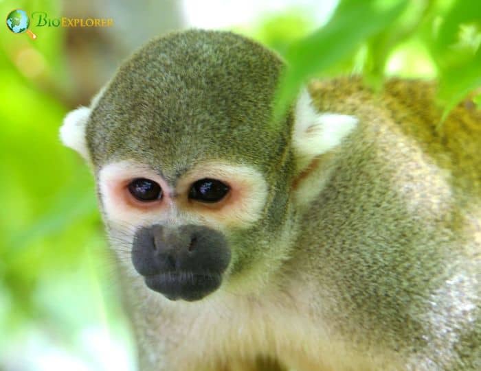 Bare Eared Squirrel Monkey