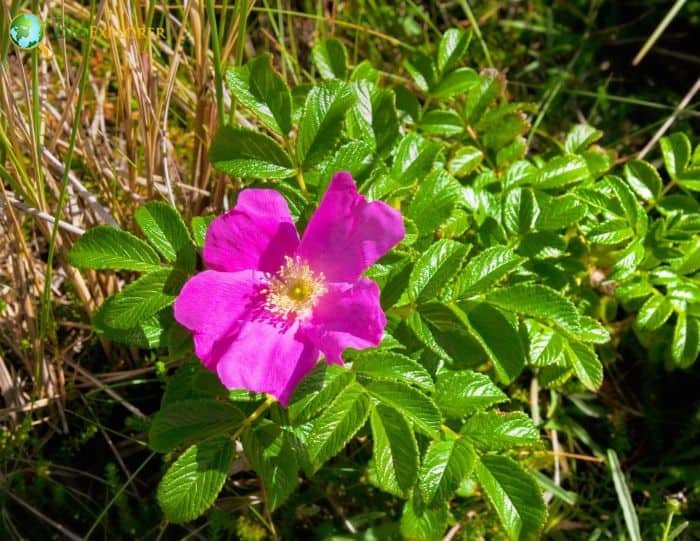 Beach Rose