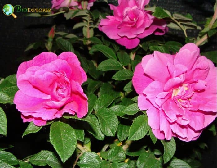 Beach Rose Flowers