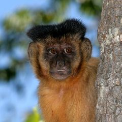 Bearded Capuchin Bearded Capuchin