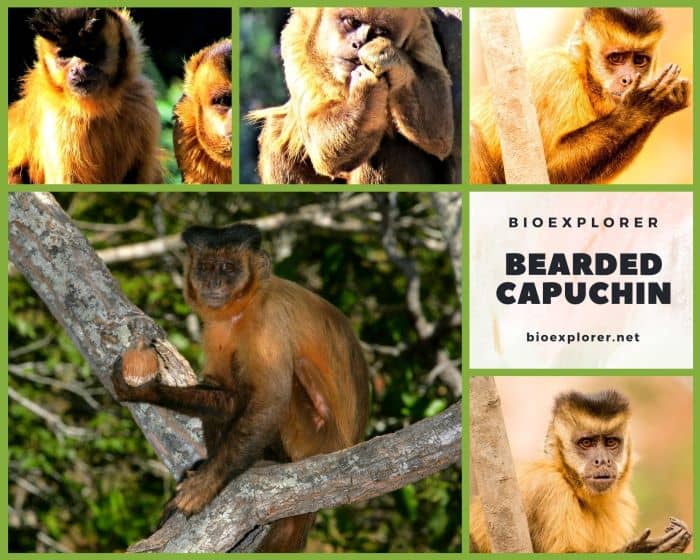 Bearded Capuchin
