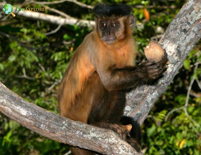 Bearded Capuchin Bearded Capuchin