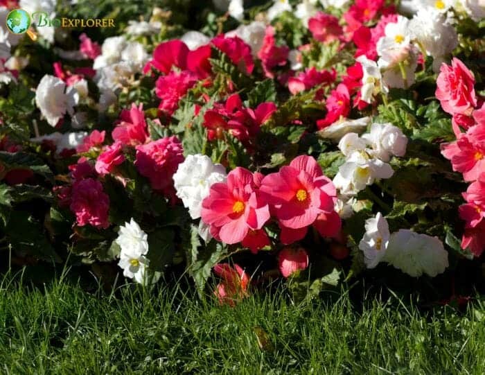 Begoniaceae Characteristics Begoniaceae Characteristics