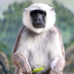 Bengal Sacred Langur Bengal Sacred Langur