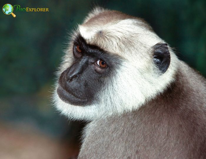 Bengal Sacred Langur Bengal Sacred Langur