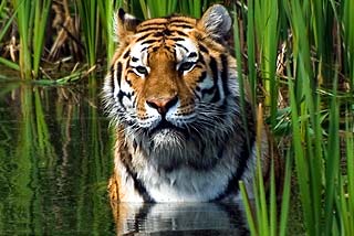 Bengal Tiger Diet Bengal Tiger Diet