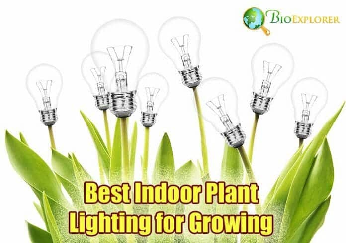 Best Indoor Plant Lighting For Growing