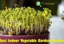 Best Indoor Vegetable Garden System