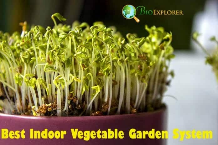 Best Indoor Vegetable Garden Systems Best Indoor Vegetable Garden System