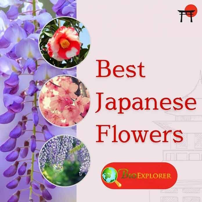 30+ BEST Japanese Flowers Types of Japanese Flowers with Pictures