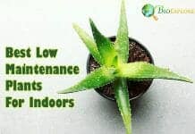 Best Low Maintenance Plants For Indoors