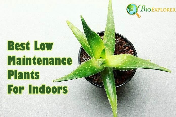 Best Low Maintenance Plants For Indoors Best Low Maintenance Plants For Indoors