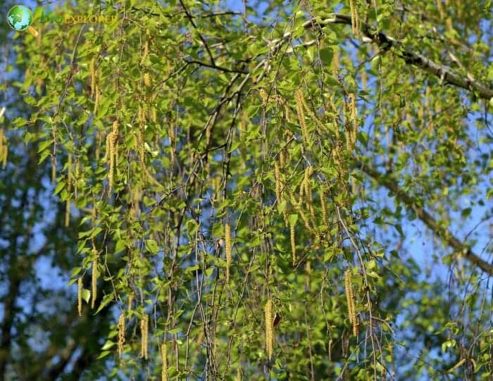 Betulaceae Family Betulaceae Family