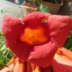 Bignonia flower (Bignoniaceae) Bignonia flower (Bignoniaceae)